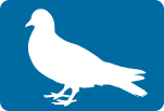 pigeon