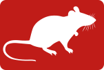 rat